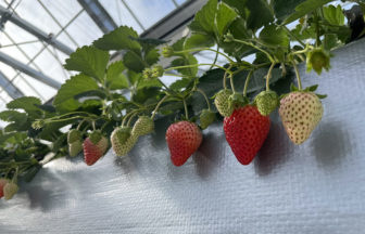 空飛ぶいちご東京