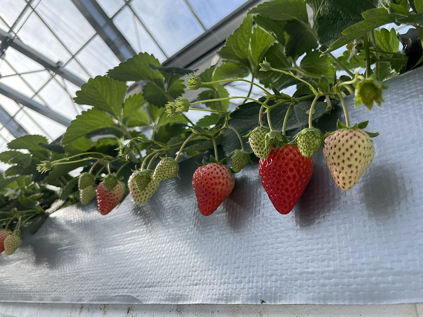 東京都府中市に『空飛ぶいちご東京』が誕生！