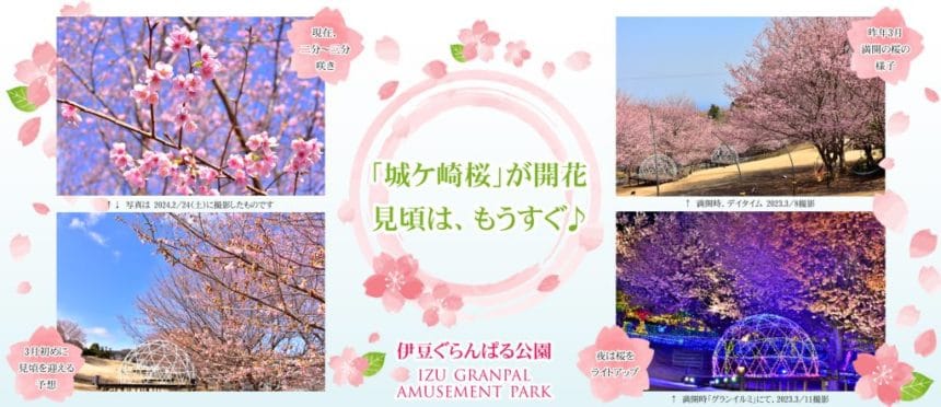 伊豆ぐらんぱる公園で早春の桜を満喫「城ケ崎桜」が見頃を迎える