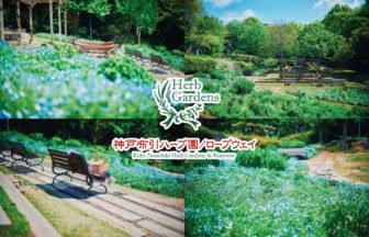 神戸布引ハーブ園のネモフィラ