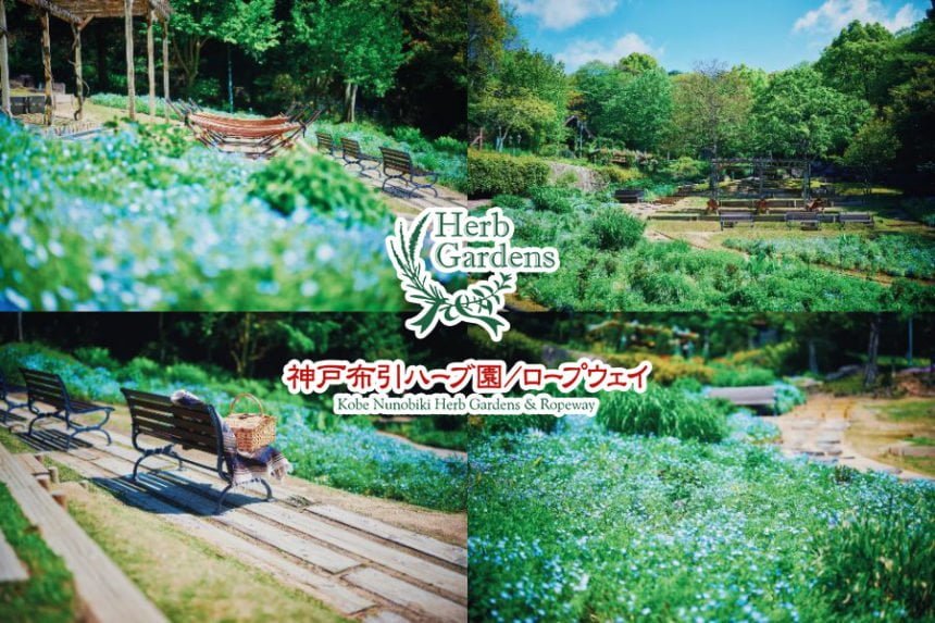 神戸布引ハーブ園のネモフィラ