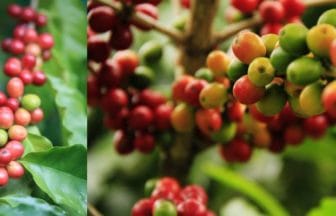 「晴れのまち農園」で始まる新しい旅 - あなただけのコーヒーの木