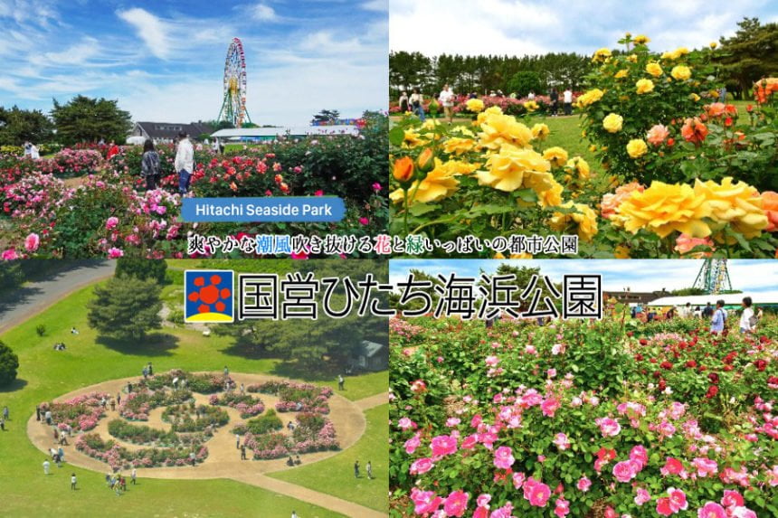 国営ひたち海浜公園の常陸ローズガーデンでバラが見頃を迎える