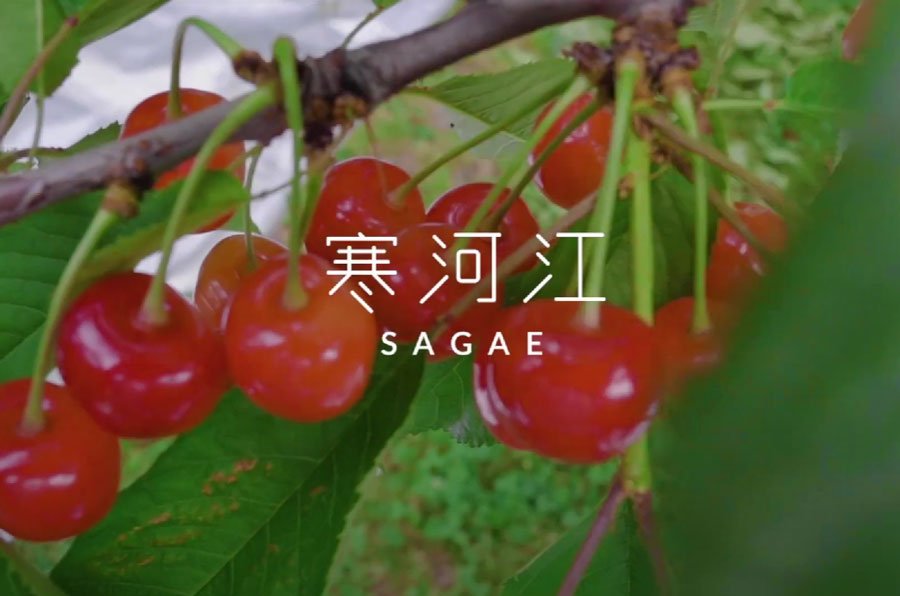 「ウェルカムさくらんぼ」プランがホテルシンフォニーでスタート