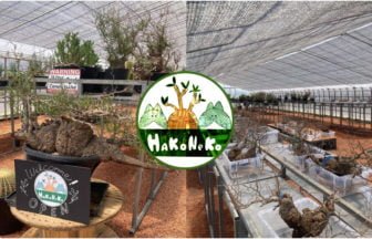 塊根植物専門「ハコネコ植物店」