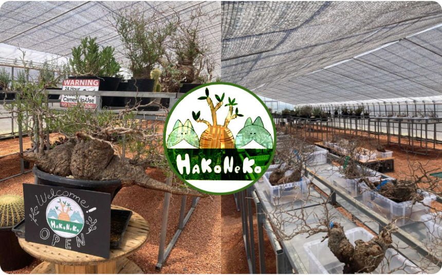 塊根植物専門「ハコネコ植物店」