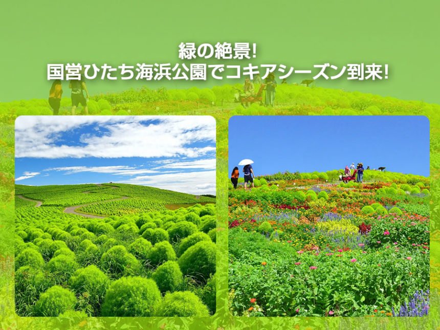 緑の絶景！国営ひたち海浜公園でコキアシーズン到来！