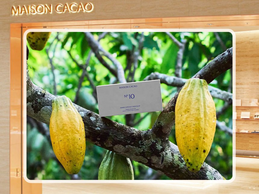 「生ガトーショコラ テロワールコレクション No.10」登場!