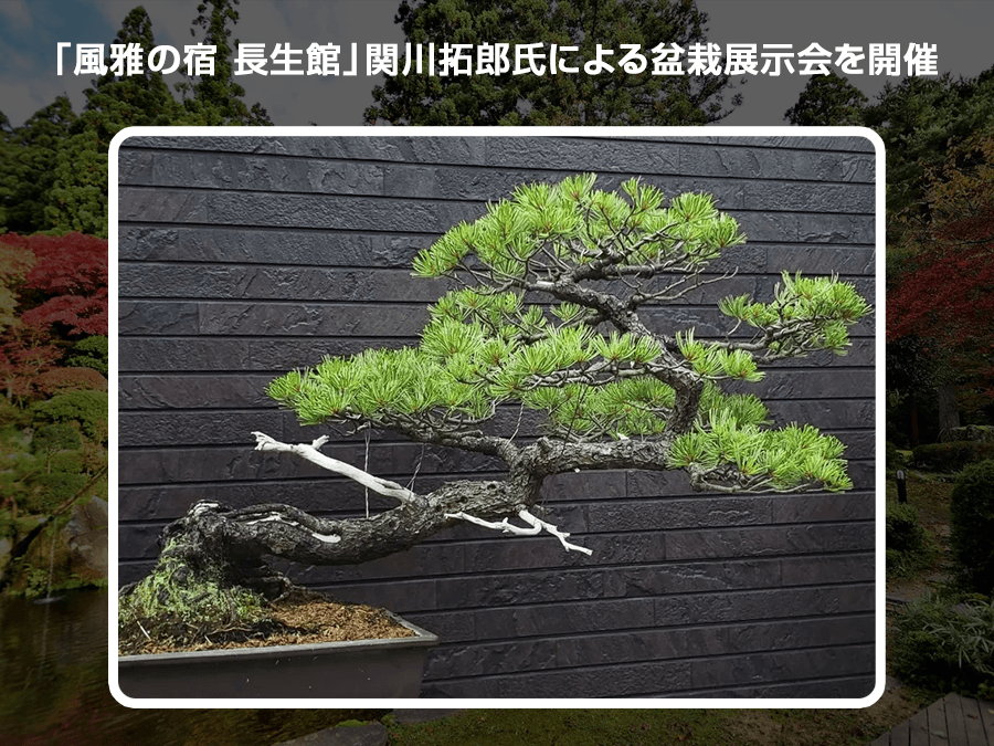 「風雅の宿 長生館」関川拓郎氏による盆栽展示会を開催