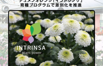 デュメンオレンジの「イントリンサ」育種プログラム