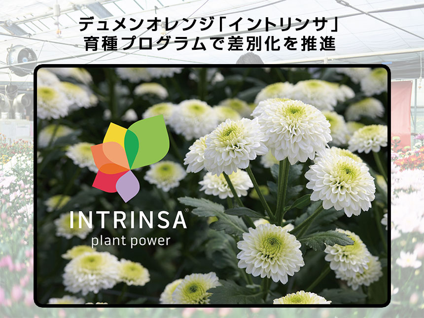 デュメンオレンジ「イントリンサ」育種プログラムで差別化を推進