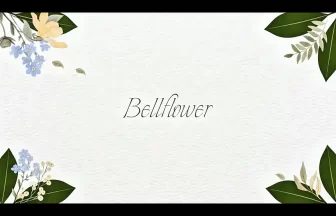 sEina（セイナ）『Bellflower（ベルフラワー）』