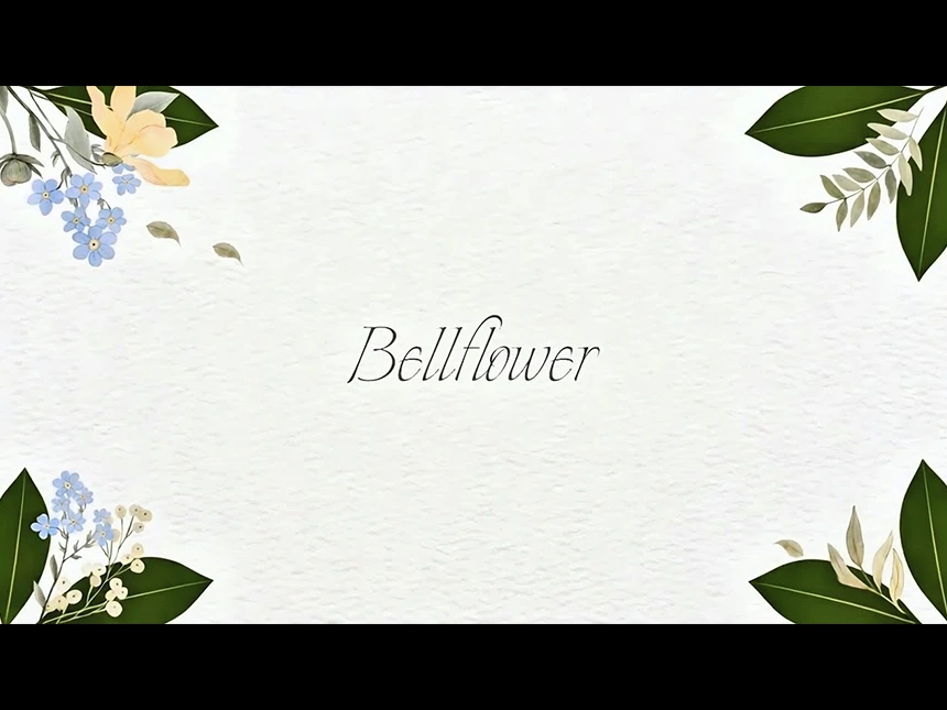 クリスタルボイスの新星 sEina（セイナ）、小説『親愛なるカンパニュール』イメージソング「Bellflower」発表