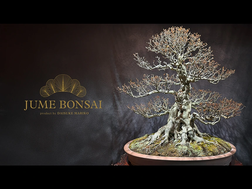 盆栽家が創り出す“命の記憶を造形する”アートプロジェクト「JUME BONSAI」始動