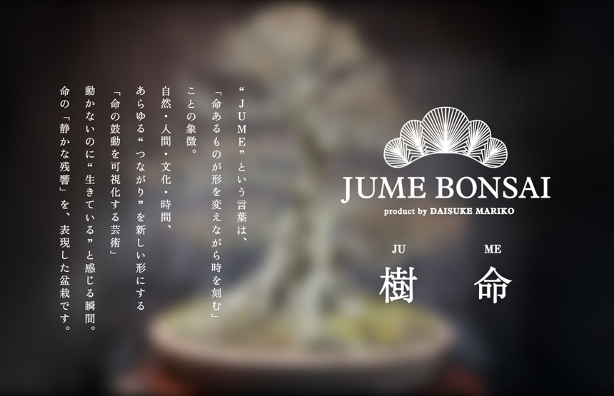 JUME BONSAI