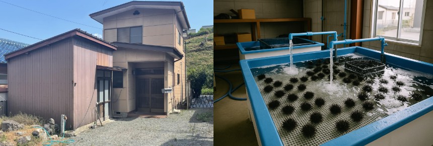 「ウニ」陸上養殖