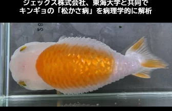 キンギョの「松かさ病」