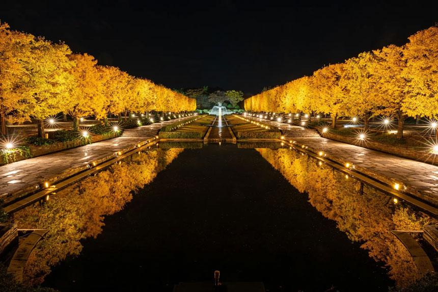 カナールイチョウ並木も黄金色に輝く