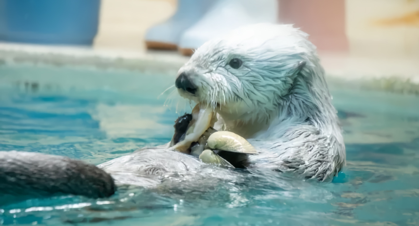 鳥羽水族館のラッコ