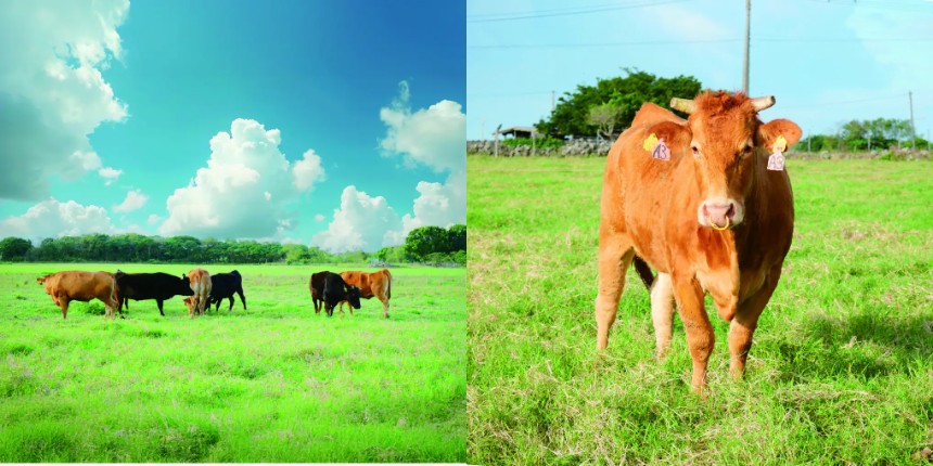 あか牛 放牧飼育