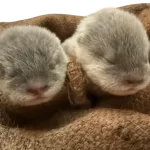 【愛知・南知多ビーチランド】コツメカワウソ