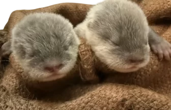 【愛知・南知多ビーチランド】コツメカワウソ