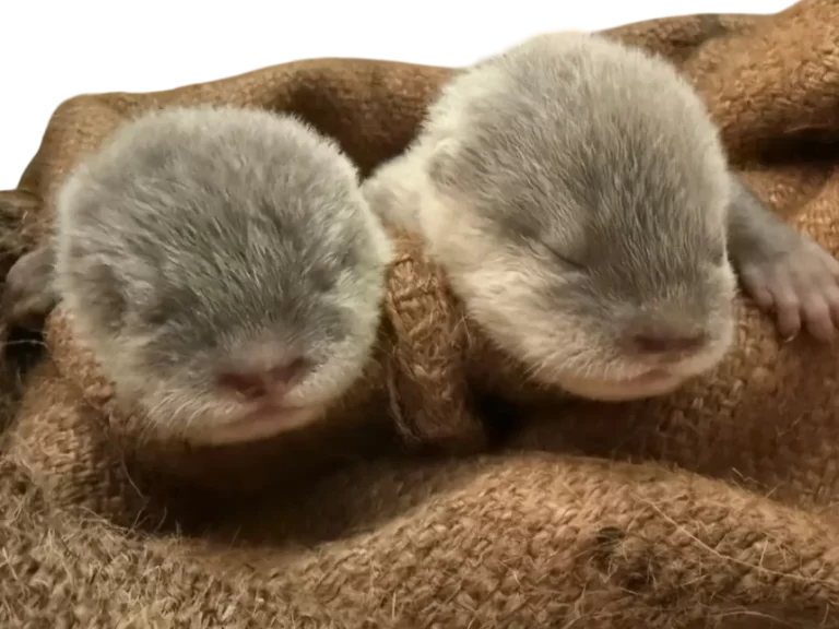 【愛知・南知多ビーチランド】コツメカワウソ
