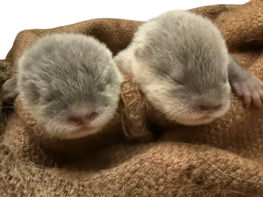 【愛知・南知多ビーチランド】コツメカワウソ