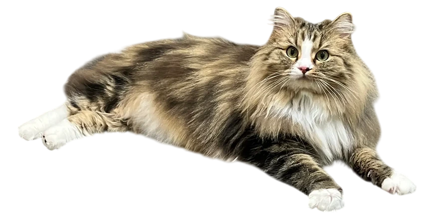 広報担当のいぐさ