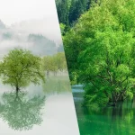 白川湖の水没林