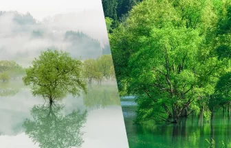 白川湖の水没林