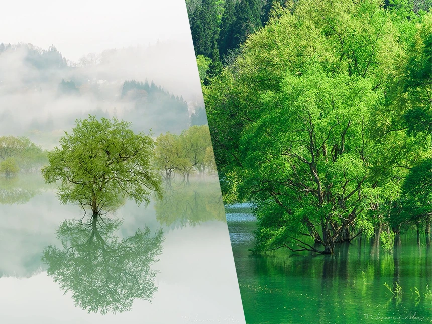 白川湖の水没林