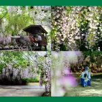 らんの花祭り うりずん2026『らんの舞』