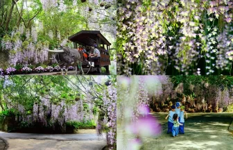 らんの花祭り うりずん2026『らんの舞』