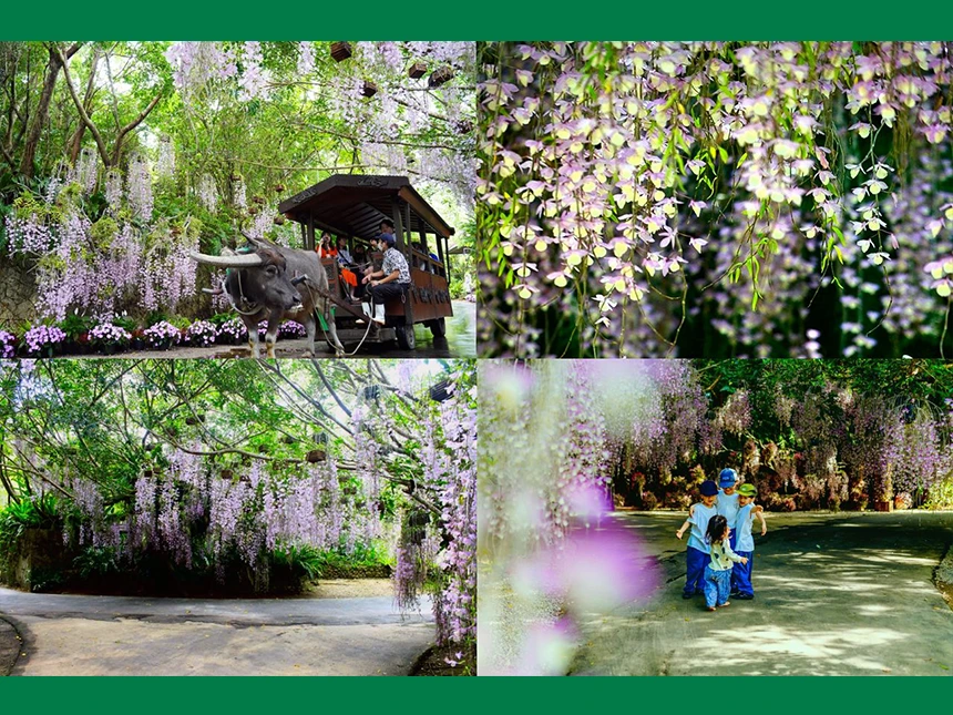 らんの花祭り うりずん2026『らんの舞』