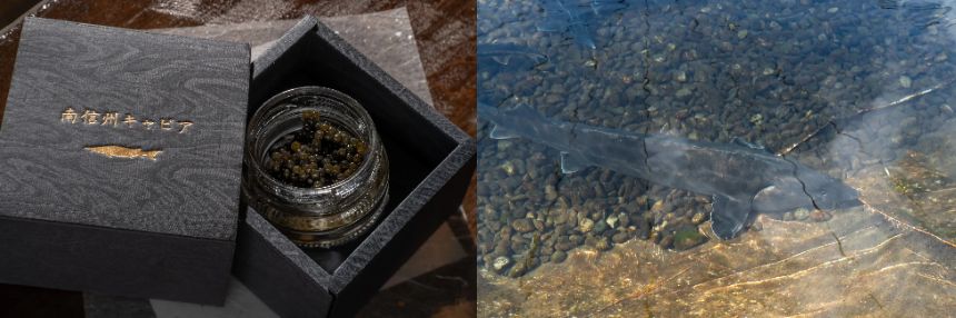 長野県阿智村で養殖されているチョウザメ