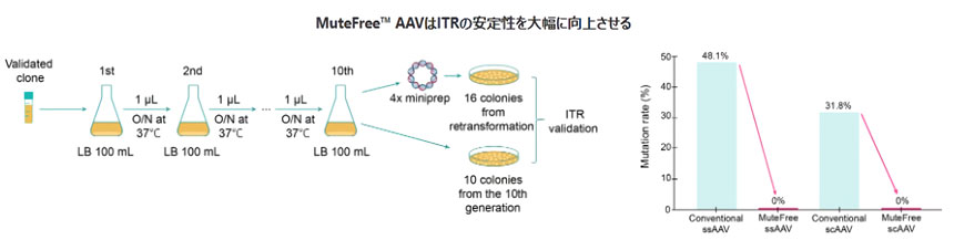 MuteFree™ AAVはITRの安定性を大幅に向上