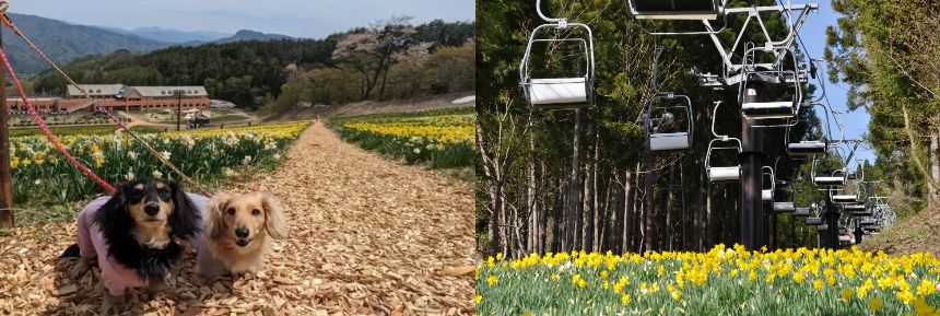 愛犬と一緒に過ごせる環境