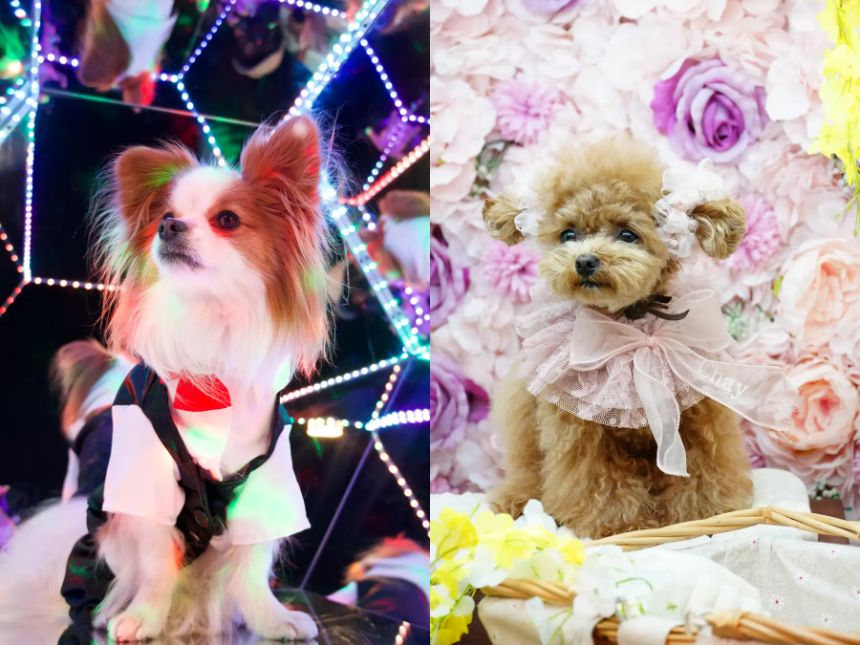 幻想的な空間演出と季節セット