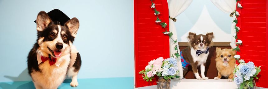 飼い主自身が撮影する“セルフスタイル”