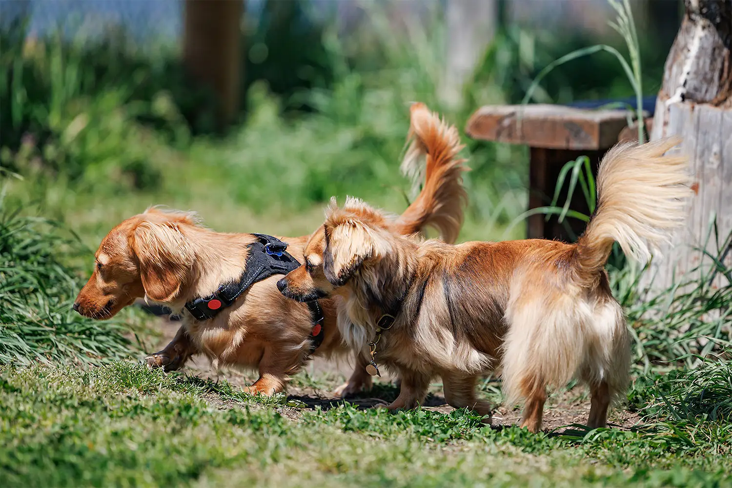愛犬と泊まれるドッグフレンドリー・ヴィラ