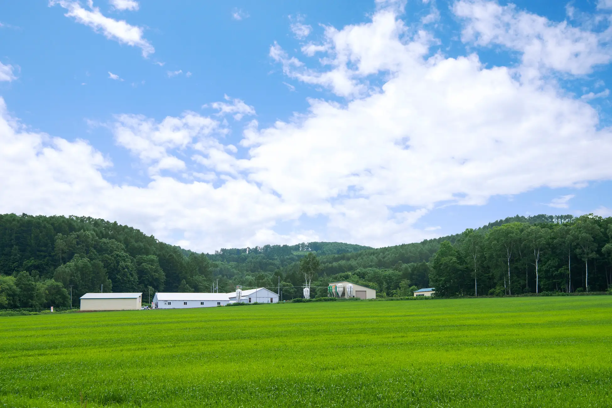 株式会社あべ養鶏場
