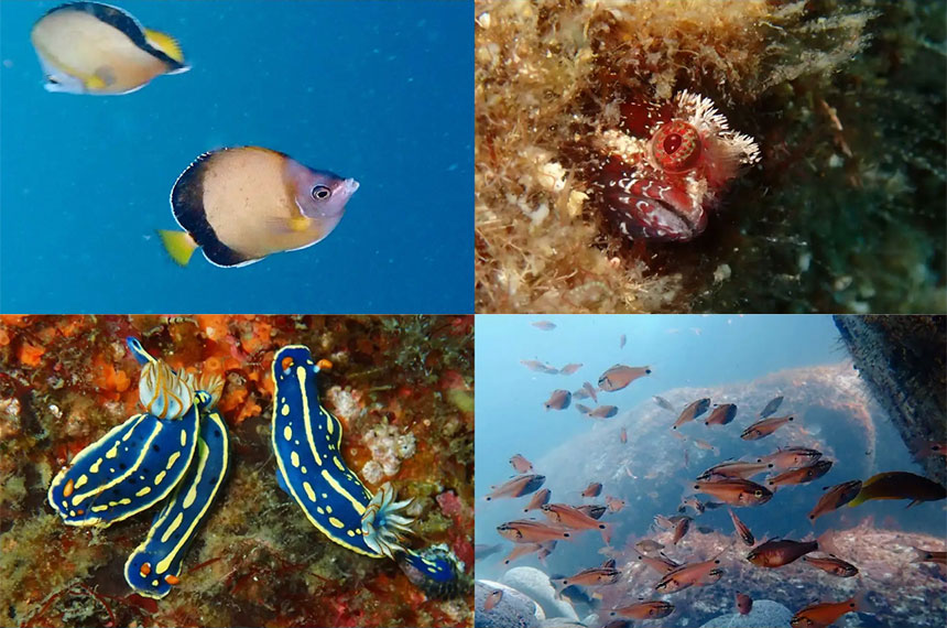 シュノーケリングで海中遊泳