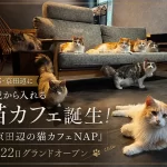 京田辺の猫カフェNAP