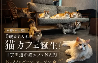 京田辺の猫カフェNAP
