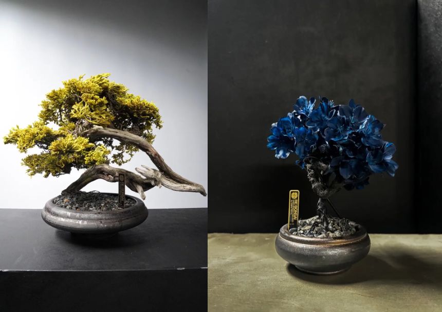 RE BONSAI™
