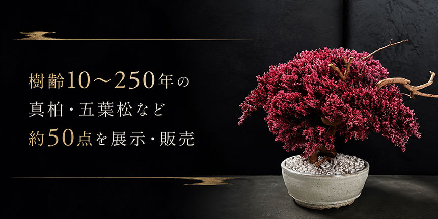 空間演出にも取り入れやすい作品