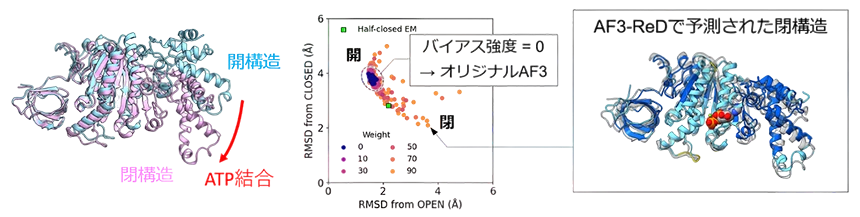 開発したAF3-ReDによるF1βサブユニットの構造予測