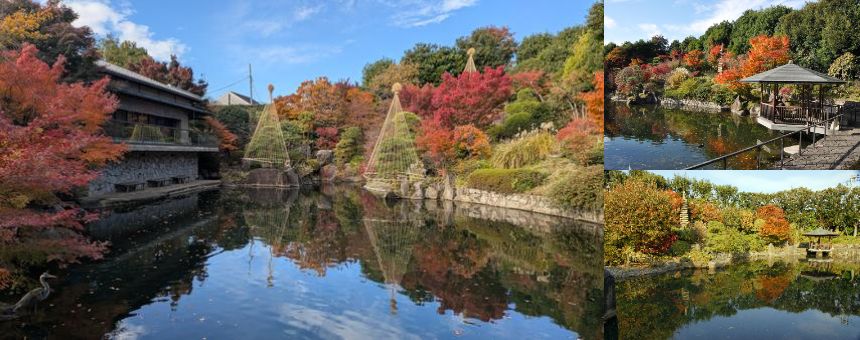 昼間の紅葉観賞